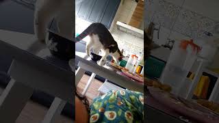 Очень Наглый Зверь #Shorts #Fatcats #Hungrycats #Cute #Funnyanimals #Cutecats #Cat