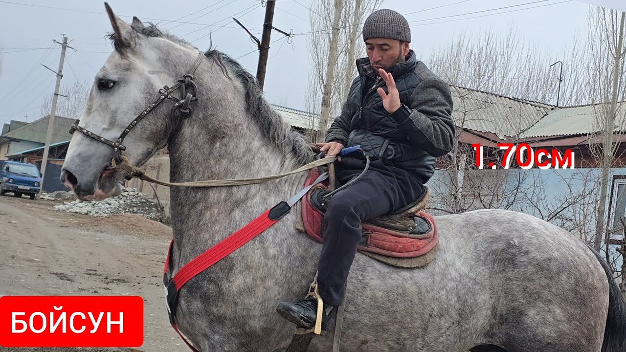 БОЙСУН   1.70  см  Салы акеден Сатууга Чыкты 