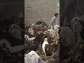 رجل يمشي بين مئات الماعز Animalworld Goat العريفي رجل يمشي بين مئات الماعز Animalworld Goat العريفي