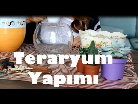 Video: Bir Teraryum Nasıl Donatılır