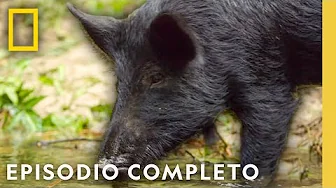 Florida Salvaje | Cuando La Naturaleza llama | Nat Geo en Español