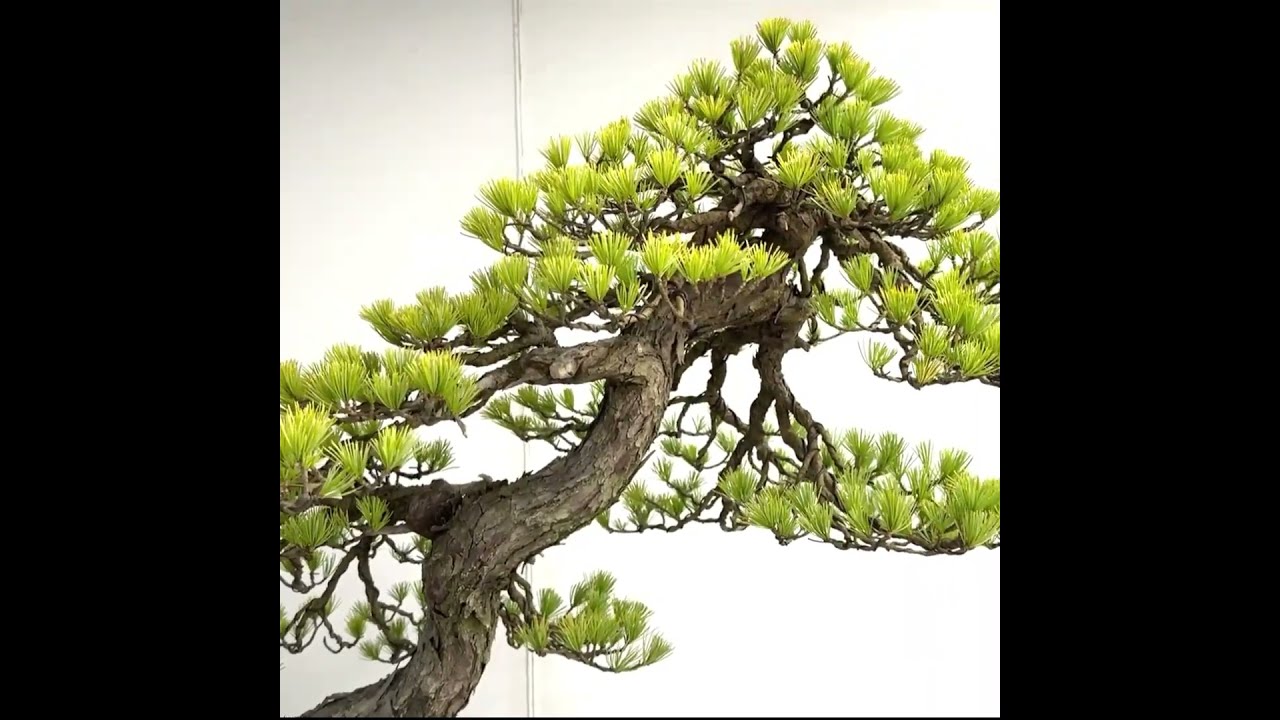 国風盆栽展 第49回 第49回 日本盆栽作風展 - YouTube