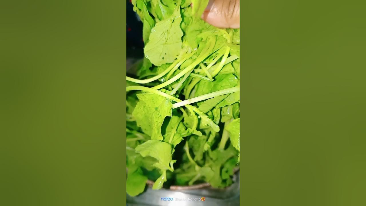 Field mustard (Brassica rapa) fryshortshortvideo YouTube