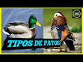 6 TIPOS DE PATOS 🐣 RAZAS DE PATOS 🐥 Especies de Patos📛