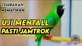 Auto Emosi  Pancingan Cucak Ijo Gacor Ngentrok