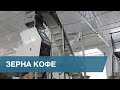 Удаление квакеров в зернах кофе для лаборатории кофе