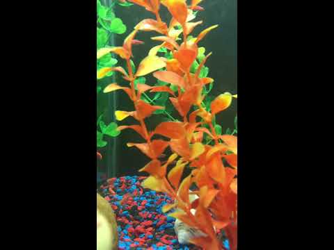 pink zebra danios pink zebra danios