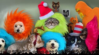 Penny's Halloween is HAPPENING!