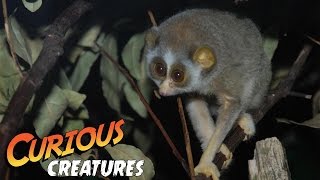 Grey Slender Loris | Curious Creatures This week's Curious Creature is the rather odd looking grey slender loris. Find out all about what this amazing nocturnal primate does with it's "toilet claw"!

Find out more about ZSL's Curious Creatures here: http://www.zsl.org/kids
