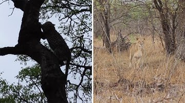 Scared Leopard Cub Hides In Tree From Lioness Below