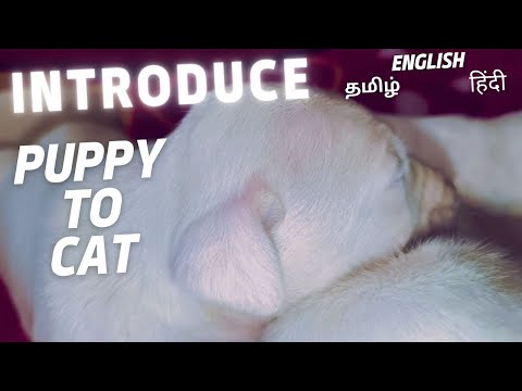 How to introduce a new puppy to cat | Rajapalayam dog