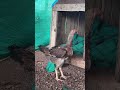 Female Breeder 🐔🐓 #Indianline#aseelmurga#ytshortsindia#shortsviral#Peddifarms#