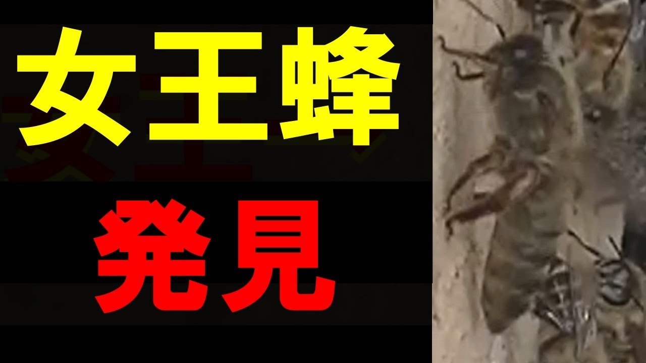 ニホンミツバチの分蜂入居の様子 ＆ 女王発見！ ＆ キンリョウヘン　swarming of Japanse honey bee & queen bee