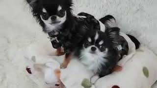 Смешные приколы про собак/Чихуахуа 2019🐶❤️ Смешные приколы про собак/Чихуахуа 2019🐶❤️