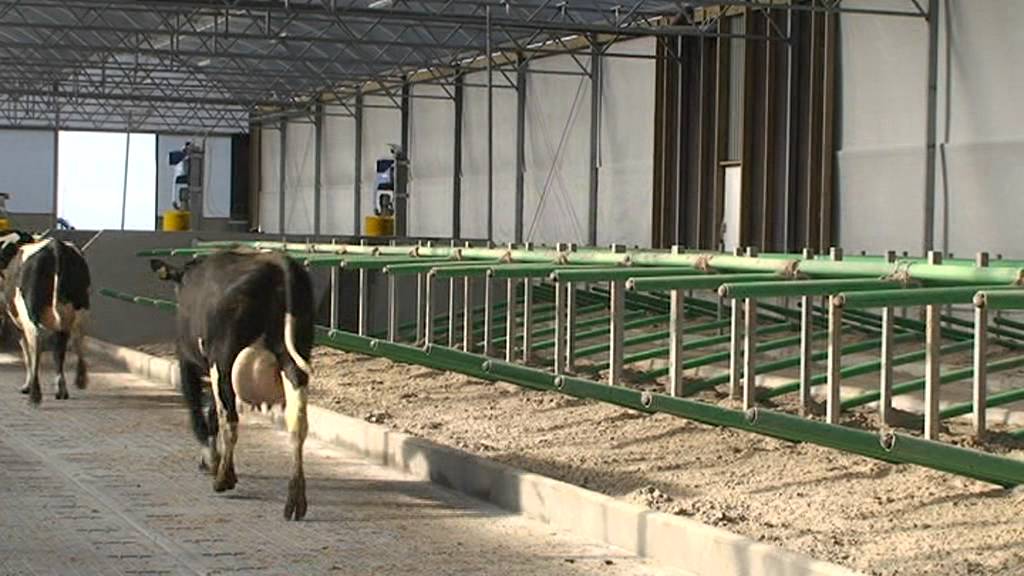 Happy, dancing cows in a new cow shed - YouTube