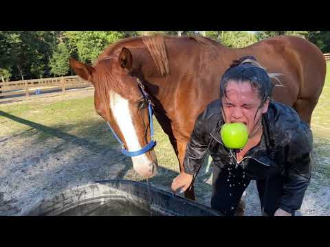 horse-vs-human-@-apple-bobbing!!!-*super-funny*