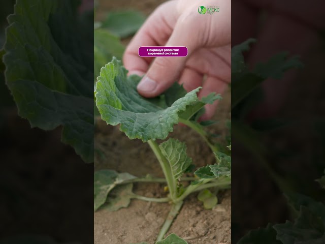 Інокулянт для технічних культур - BioStim TK