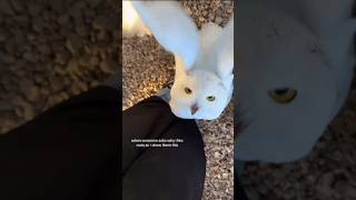 Show The Snowy Owl🦉 #owl #owlhouse #shorts #shortvideo #youtubeshorts #quickclip #short #ytshorts Show The Snowy Owl🦉 #owl #owlhouse #shorts #shortvideo #youtubeshorts #quickclip #short #ytshorts