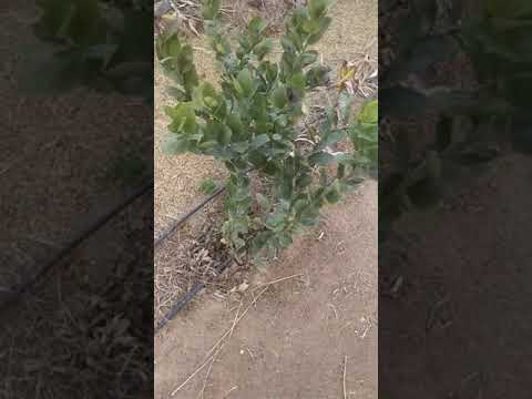 #naturalfarming #lemon farming