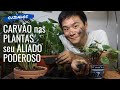 CARVÃO para suas plantas! Seu grande aliado!