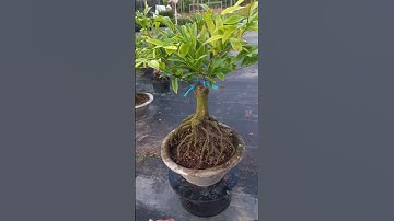 Cúc thọ hương đế nôm @0365058200