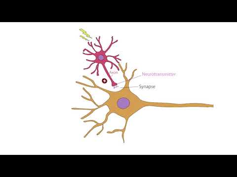 Action Potential