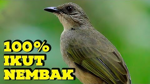 MASTERAN KAPAS TEMBAK GACOR DOR TERBARU 2024❗️KAPAS TEMBAK GACOR LAGU DAN SPEED JOSS ABISSS