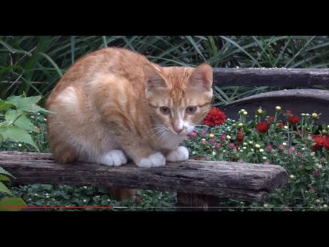 한옥마을 꽃밭정원에서  즐겁게 살고 있는 아기고양이 3마리. 3 Cats living happily in the <strong>flower</strong> garden of Jeonju Hanok <strong>Village</strong>