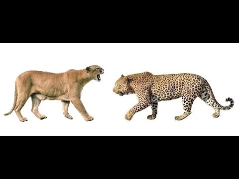 Кто сильнее ягуар или тигр. Ягуар против Пумы. Лев тигр леопард Ягуар. Тигр леопард гепард Ягуар. Пума гепард леопард.