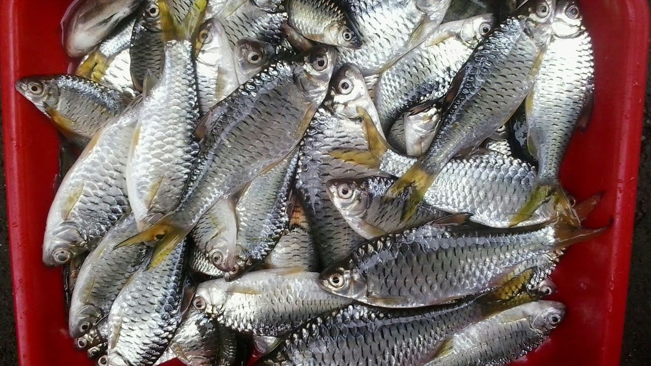 Umpan jitu ikan kepek, nila, melem