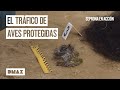 Así actua el Seprona contra el tráfico de especies protegidas | Seprona en acción