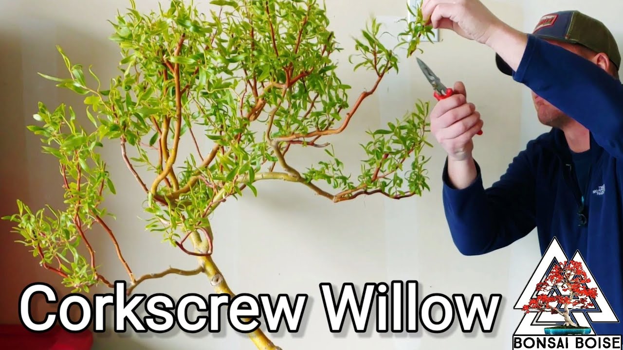Corkscrew Willow Bonsai