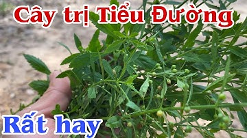 Cây trị Tiểu Đường Rất hay . PHAN HẢI Channel