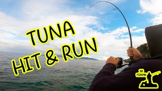 SHORE JIGGING  - TUNA HIT AND RUN