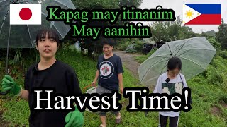 Harvest time | Filipino Single Father in Japan |