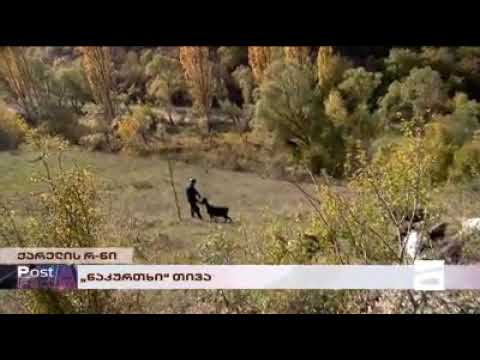 \"ნაკურთხი\" თივა - ქარელში საძოვრები საპატრიარქომ იყიდა და ბერები ბალახს ყიდიან