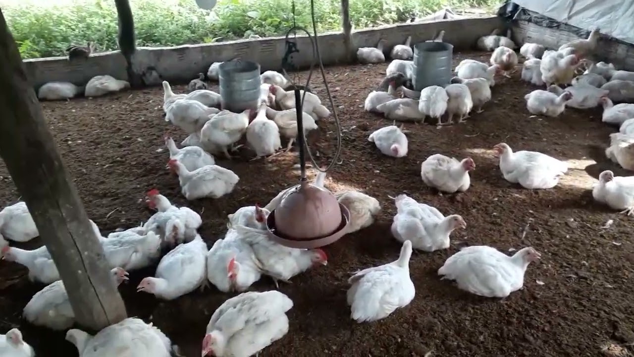 frango de granja com 45 dias de vida
