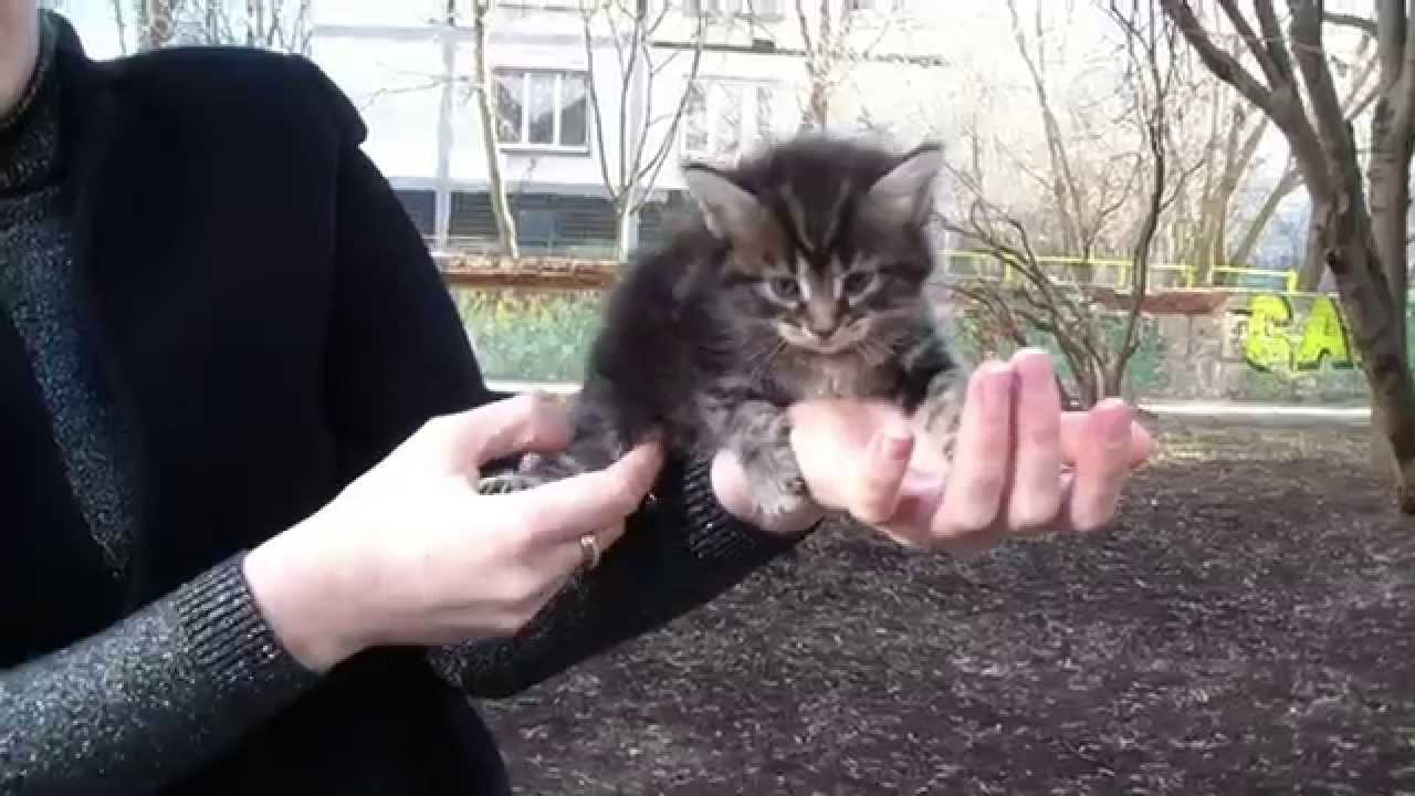 video phone beyonce mp3 Доминика Трионикс - котенок мейн-кун