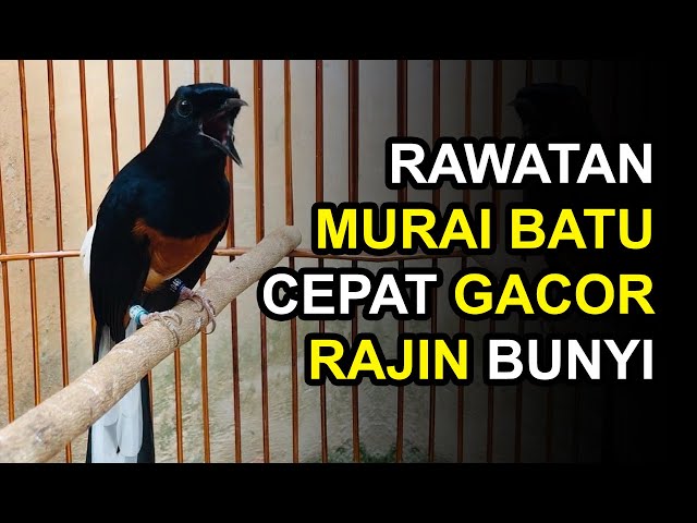 8 Cara Merawat Murai Batu Cepat Gacor dan Rajin Bunyi class=