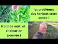 Mais pourquoi mes haricots verts ne poussent pas ?