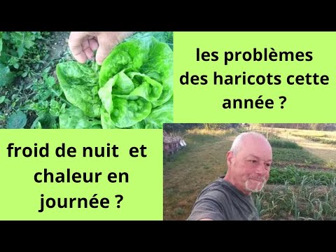 Vidéo: Les haricots ne poussent pas – Pourquoi les haricots sont-ils si petits ?