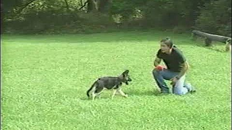 Shiloh Shepherd Training by Tina Barber