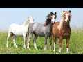 Horse sound -  farm animal