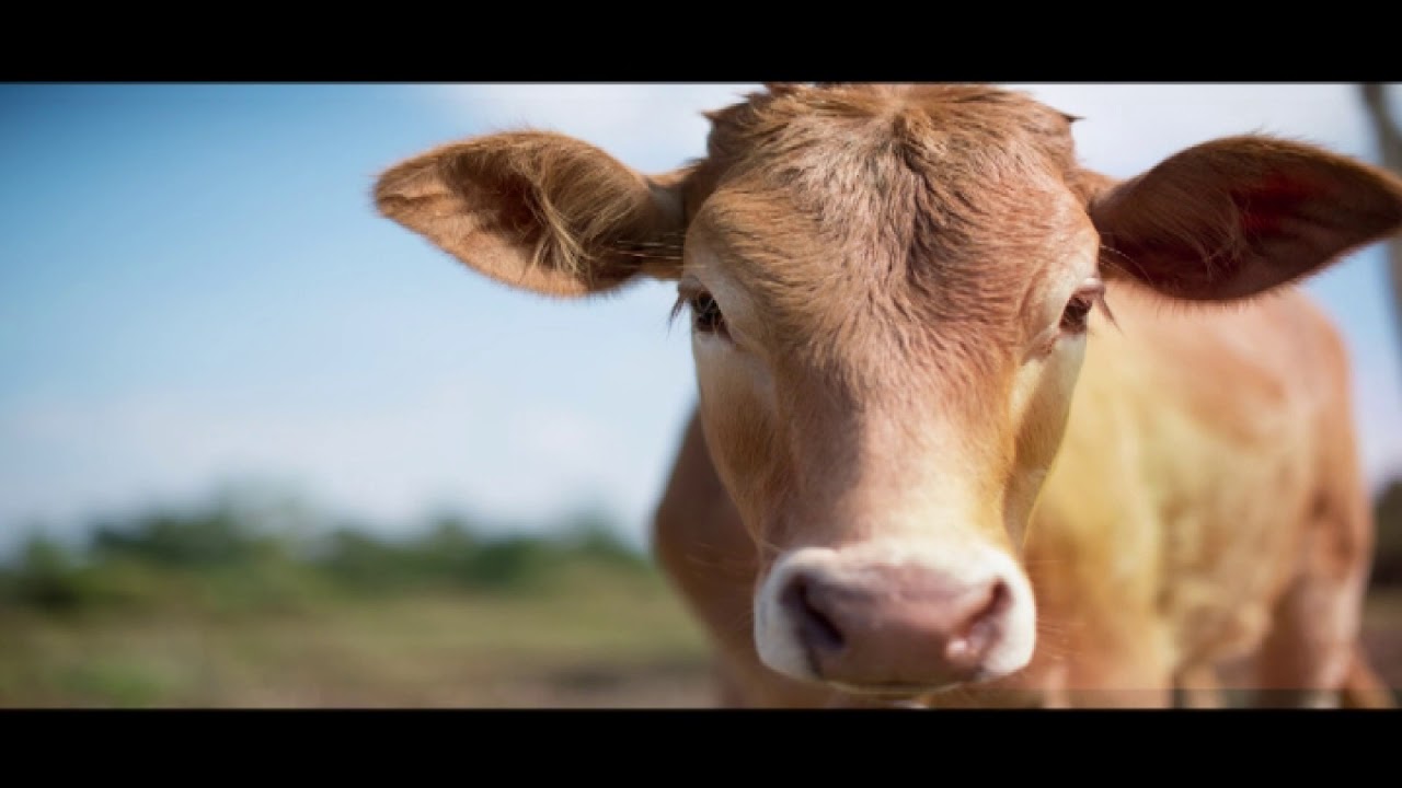 घर में बंद घड़िया क्यों नहीं रखते | पहली रोटी  गऊ माता को दे | रोचक तथ्य | चैनल दिव्य