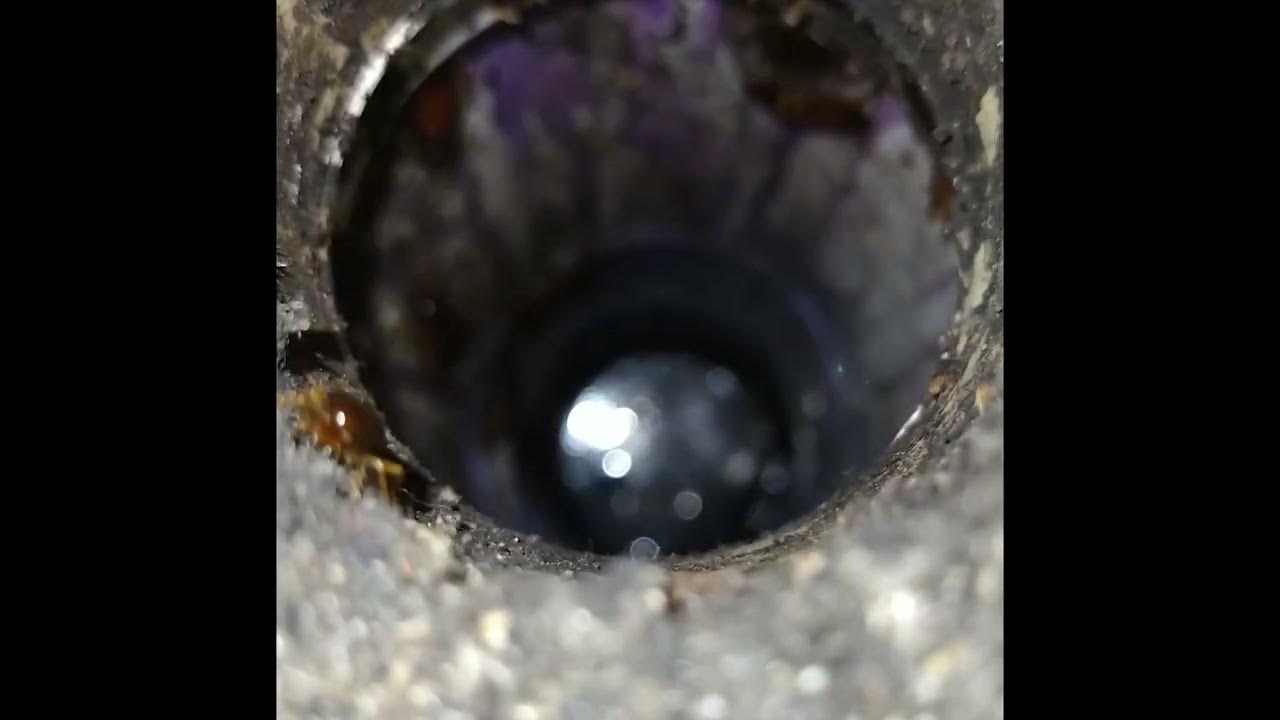 Nesting Site with hundreds Of Roaches In Drain Pipe Coming From Sewer