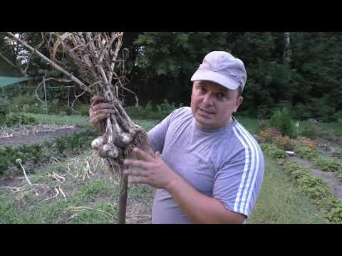 Чеснок- вот что у нас выросло из неразделённых на зубки головок!!!
