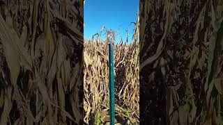 2025 Halloween Special!!🎃👻|Corn Maze Mania with Mr. E!|Part 6