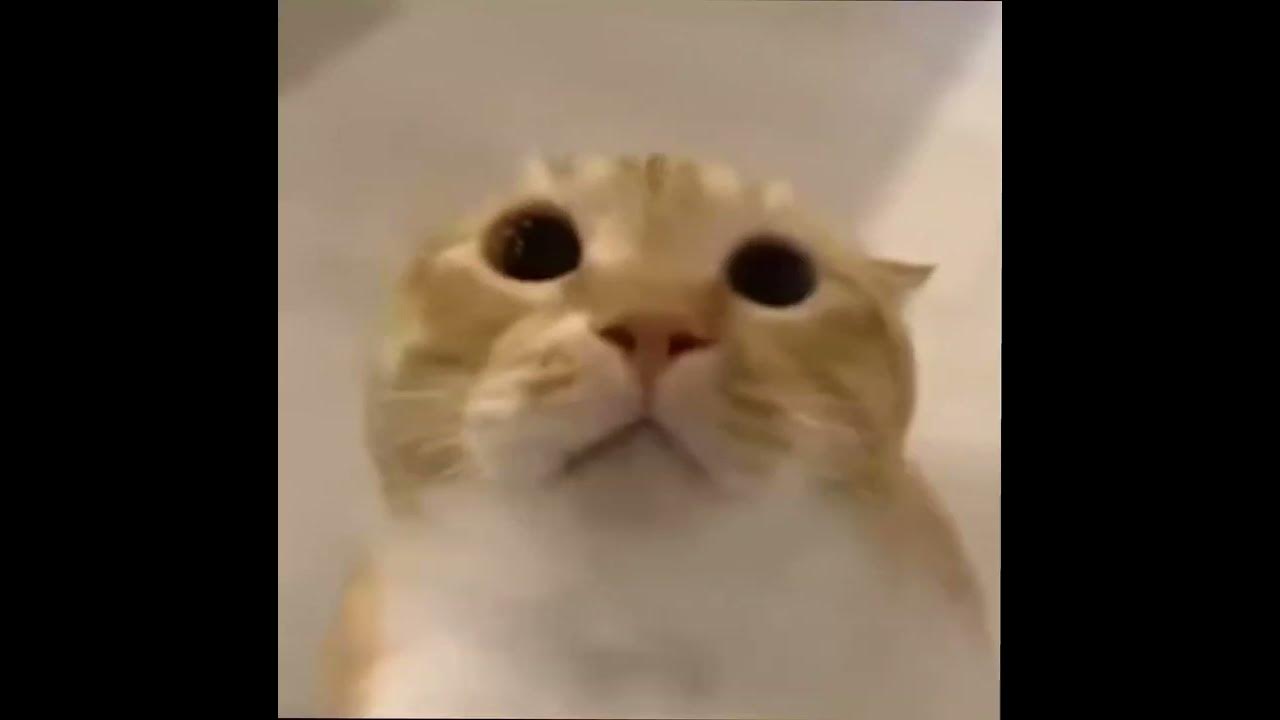 Very Cute Cat Mooing Made By Santinno Gonzaga YouTube