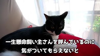 猫飼い主ng行動 Youtube