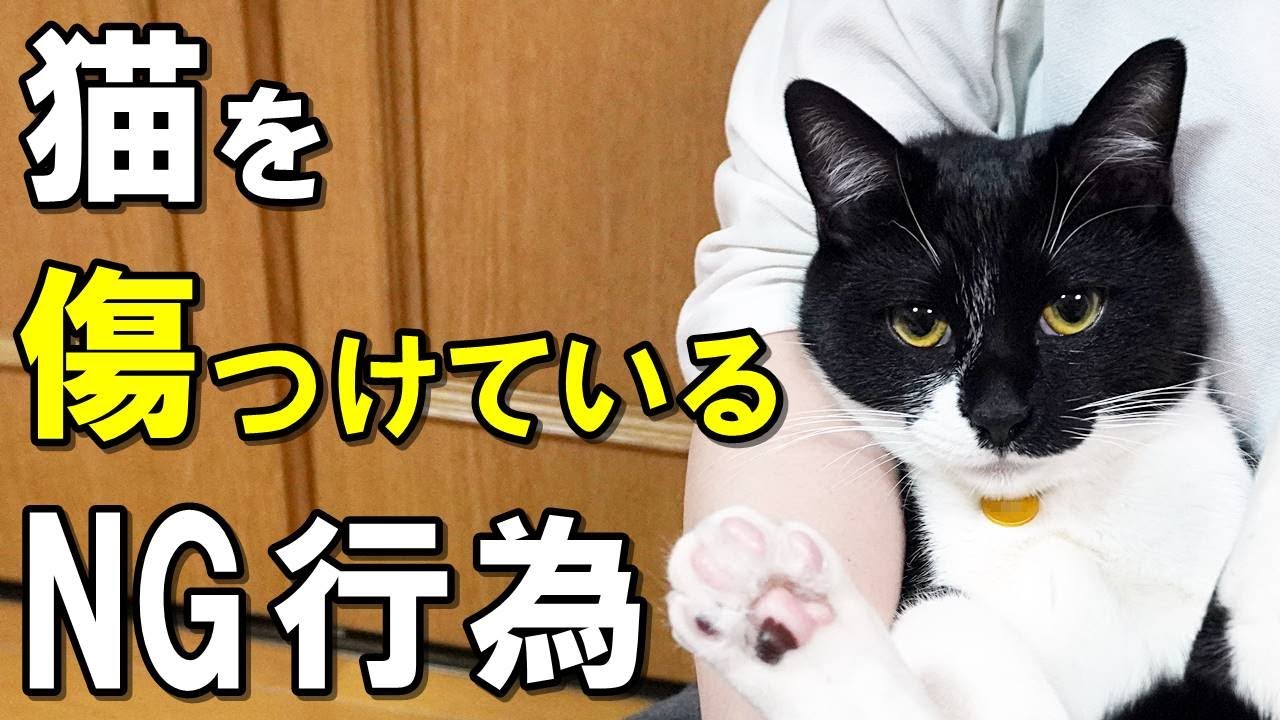 猫 の 心 が 離れ て しまう ng 行為